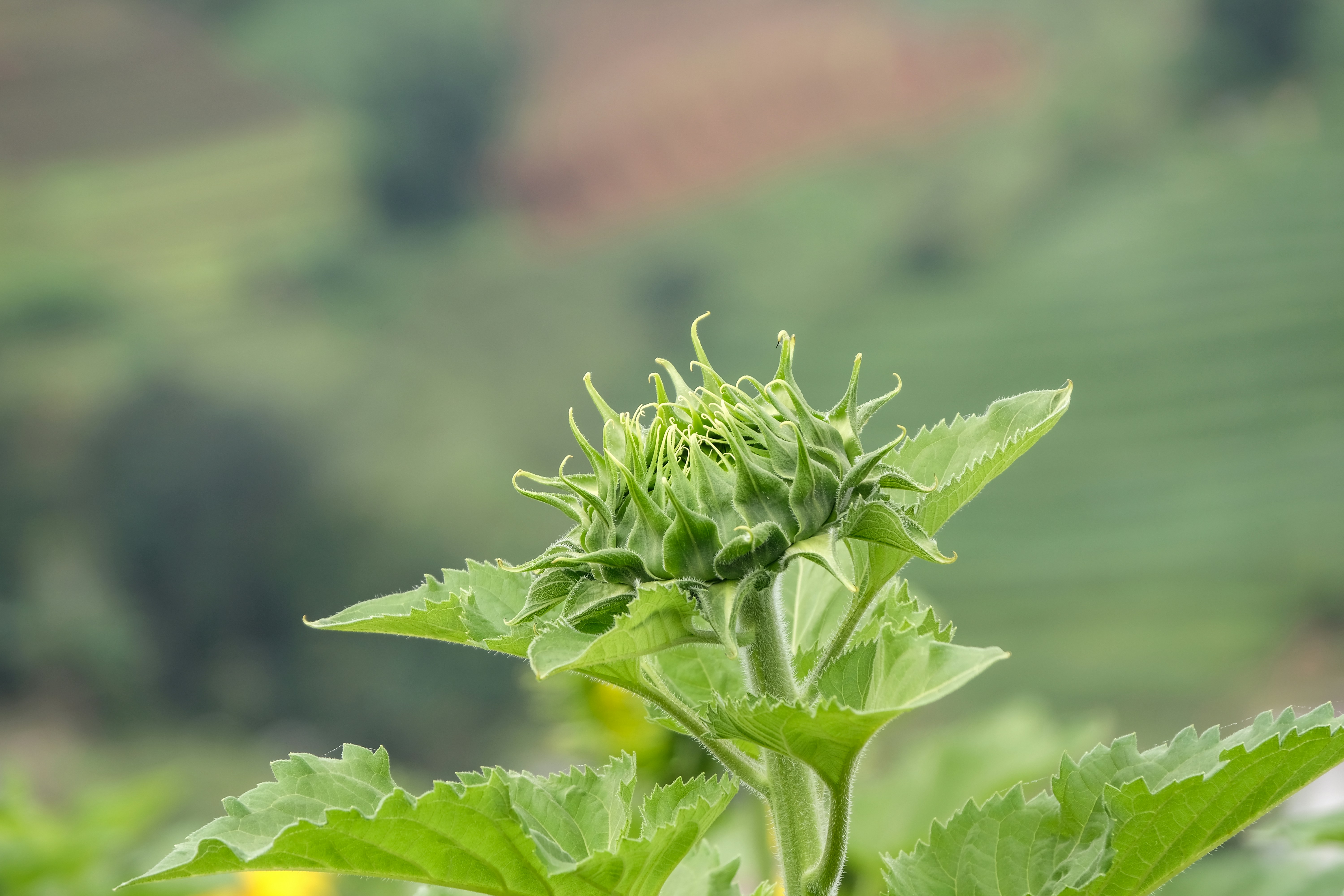 green plant